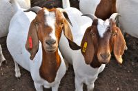 Live Boer Goats from Turkey