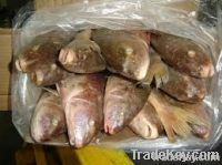 Frozen Yellow Croaker Fish