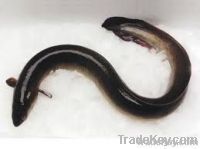 Live Eel Fish