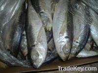 Frozen Horse Mackerel