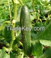 Cucumber