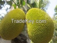 Jackfruit