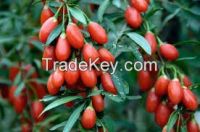 Goji berries