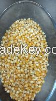 yellow maize