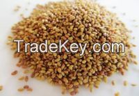 Alfalfa Seeds