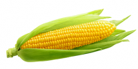 Corn