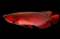 Top quality Grade AAA Asian Arowana fishes from genuine breeders available on sale now