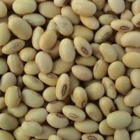 Soya Beans