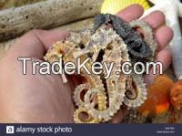 Dry sea horse , Gallstones and Arowana fishes for sale.