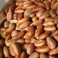 Bitter Kola Nuts (DRY NUTS & FRESH NUTS)