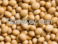 High Quality Rich Yellow Soy Bean