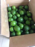 Fresh Lime/ Fresh Lemon for export