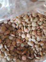 High Quality Certified Lentils