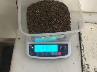 High Quality Certified Buckwheat