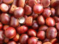 2018 new crop fresh chestnut