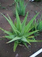Aloe vera Pulp