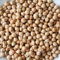 Wholesale Organic Top Quality Chickpeas