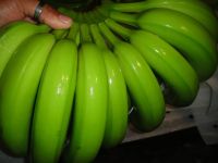 Fresh Cavendish Banana