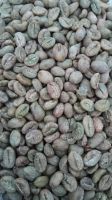 Robusta coffee green bean