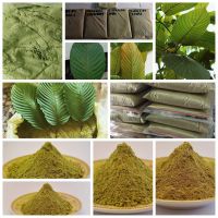 Kratom (Mitragyna speciosa)