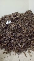 Best Quality Dried Seahorse