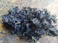Seaweed Chondrus Crispus /  Irish Moss / Seamoss Gracilaria