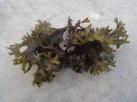 Seaweed Seamoss  Chondrus Crispus Irishmoss Gracilaria