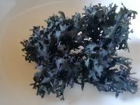 Seaweed Chondrus Crispus /  Irish Moss / Seamoss Gracilaria