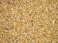 Feed wheat (NON-GMO), Moldova Origin
