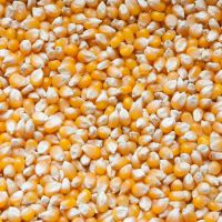 Corn (NON-GMO), Moldova Origin