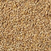 Barley (NON-GMO), Moldova Origin