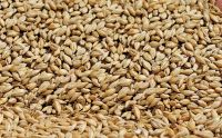 best quality barley grains good price