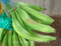 Plantain