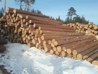 Siberian Wood