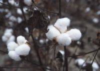 RAW COTTON FROM INDIA.