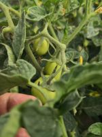 High Yield Hybrid Tomato Seeds Wholesale Price