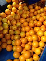 Navel Orange from South Africa