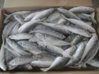 https://jp.tradekey.com/product_view/Best-Quality-Excellent-Price-For-High-Quality-Frozen-Mackerel-Fish-10285967.html