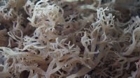 https://jp.tradekey.com/product_view/Best-Price-For-Dried-Seaweed-10285999.html