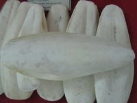 Cuttle fish bone
