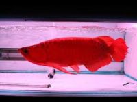  Chili red Arowana fishes available for sale 