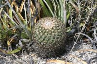 cacti and succulent Seeds