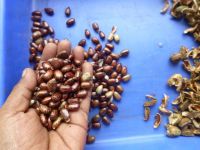 Castor seed availbale