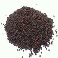 High Quality CANOLA SEEDS