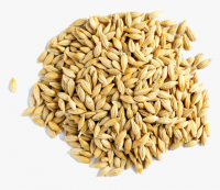 High Quality BARLEY