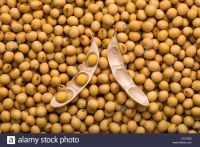 soybean seed, sunflower seed, corn oil, soybean oil, suunflower oil