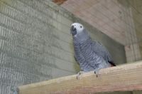 African Grey Parrots for Rehoming