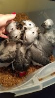 African Grey Parrots for sale