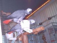 African Grey Parrot For Sale