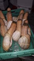 Sea cucumber dry or fresh, Generous Clamâs, Caribesn Lobster and more..